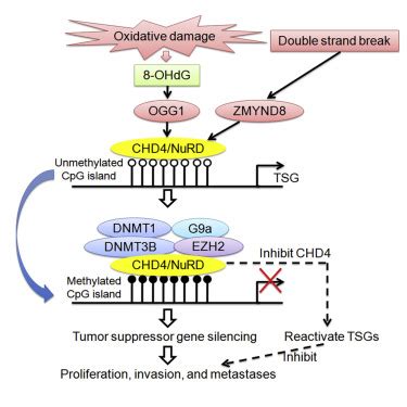 CHD4 Has Oncogenic Functions in Initiating and Maintaining .